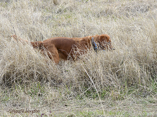 Redtails Ruff N Tumblin Tucker JH