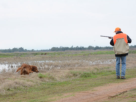 Redtails Ruff N Tumblin Tucker JH
