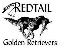 Redtail Golden Retrievers