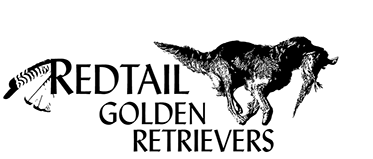 Redtail Golden Retrievers