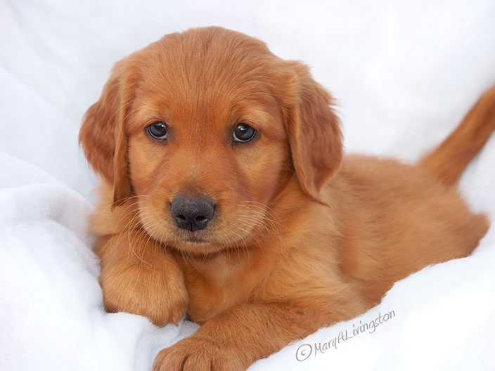 Red Golden Retriever Puppies For Sale - change comin